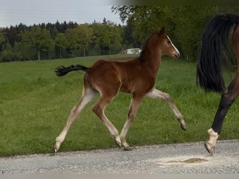 Austrian Warmblood Stallion Foal (06/2024) Brown in Andorf