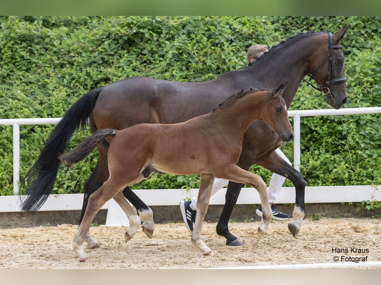 Austrian Warmblood Stallion Foal (04/2024) Brown in St. Marien