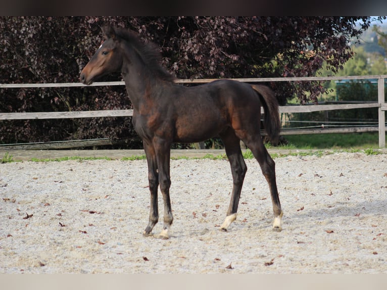 Austrian Warmblood Stallion Foal (06/2024) Brown in Bad Hall