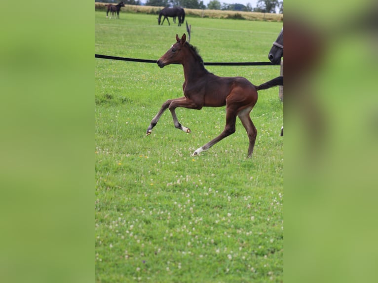 Austrian Warmblood Stallion Foal (06/2024) Brown in Bad Hall