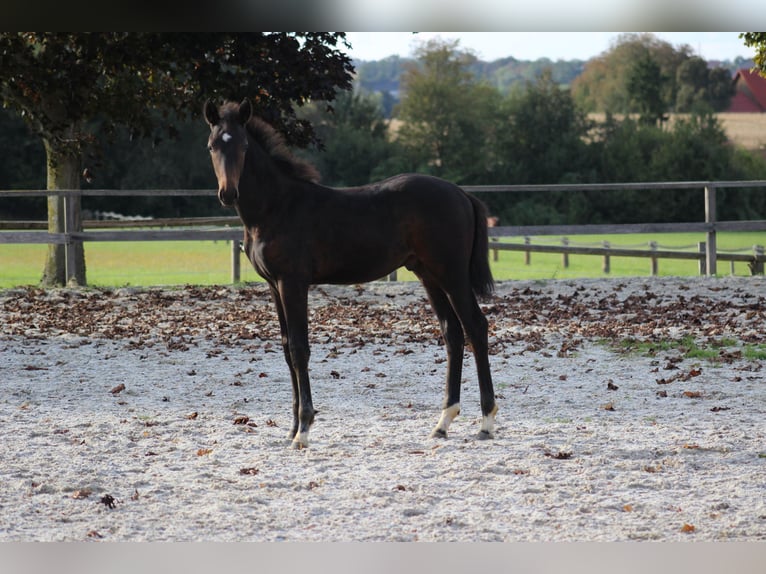 Austrian Warmblood Stallion Foal (06/2024) Brown in Bad Hall