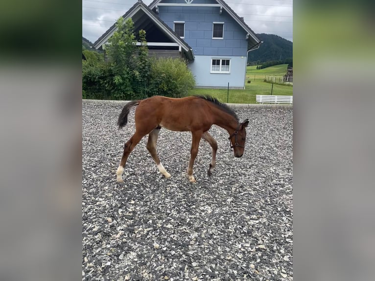 Austrian Warmblood Stallion  Brown in Langenwag