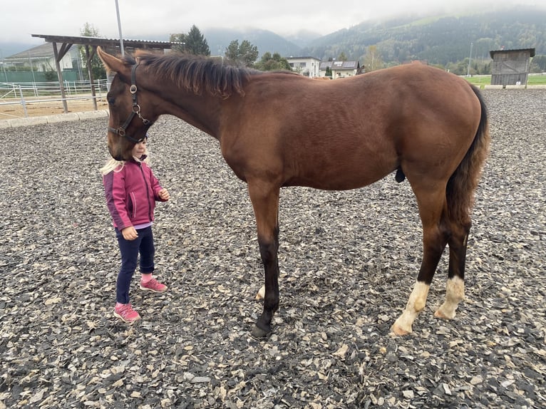 Austrian Warmblood Stallion  Brown in Langenwag