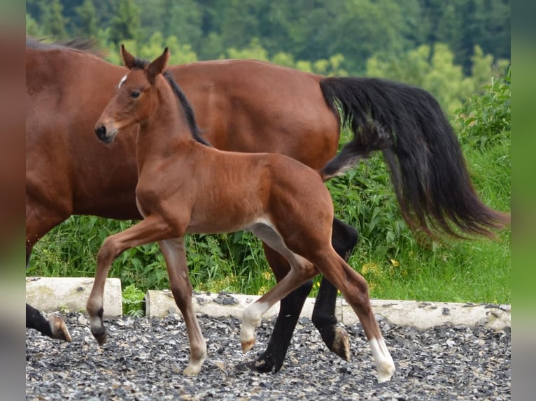 Austrian Warmblood Stallion  Brown in Langenwag