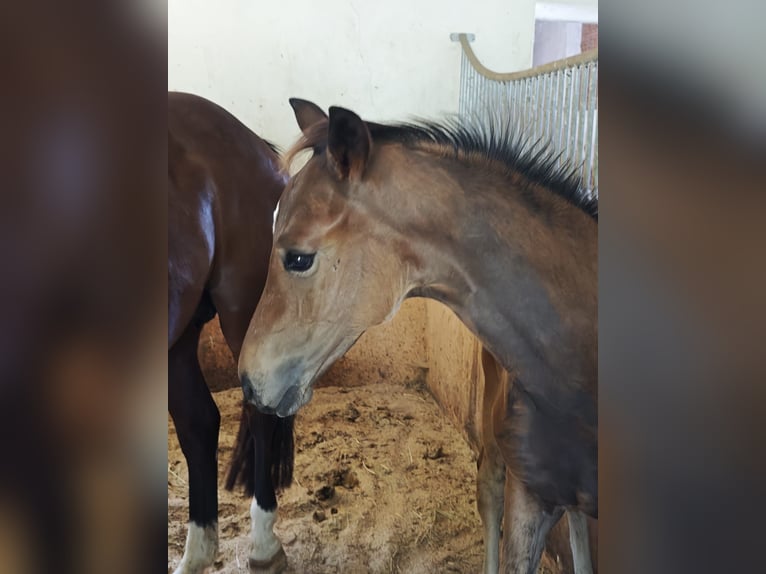 Austrian Warmblood Stallion Foal (05/2026) Brown in Haidershofen
