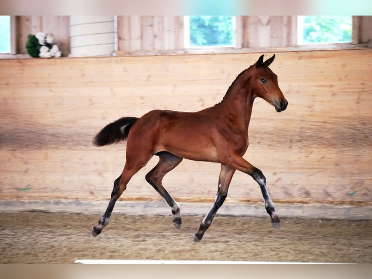 Austrian Warmblood Stallion Foal (02/2024) Brown in Weißbriach