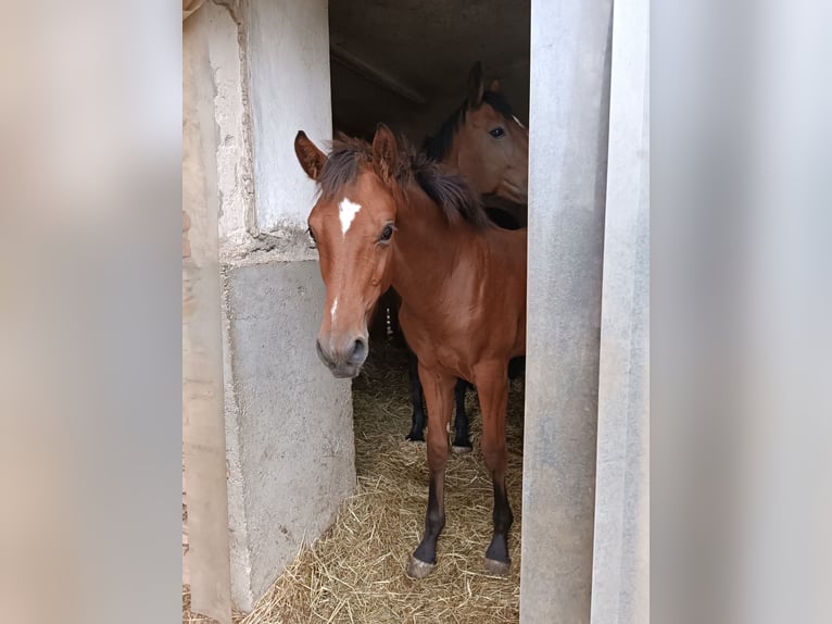 Austrian Warmblood Stallion Foal (04/2026) Brown in Purgstall