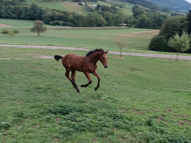 Austrian Warmblood Stallion Foal (04/2026) Brown in Purgstall