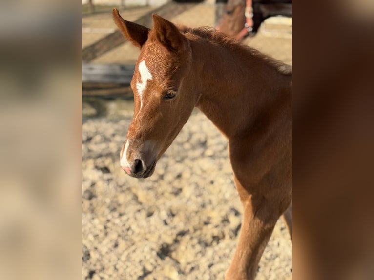 Austrian Warmblood Stallion Foal (03/2025) Chestnut in Haidershofen