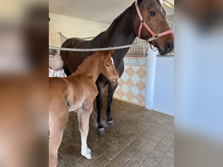 Austrian Warmblood Stallion Foal (03/2025) Chestnut in Haidershofen