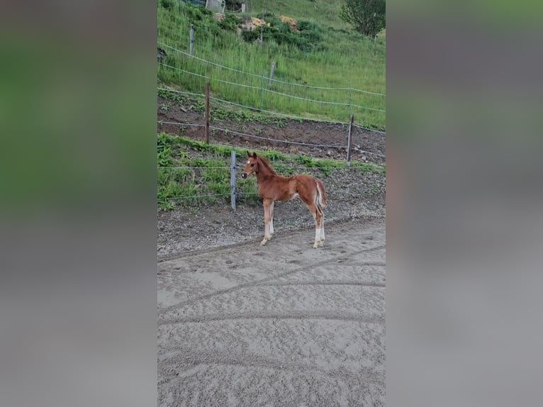Austrian Warmblood Stallion Foal (03/2026) Chestnut in Liezen