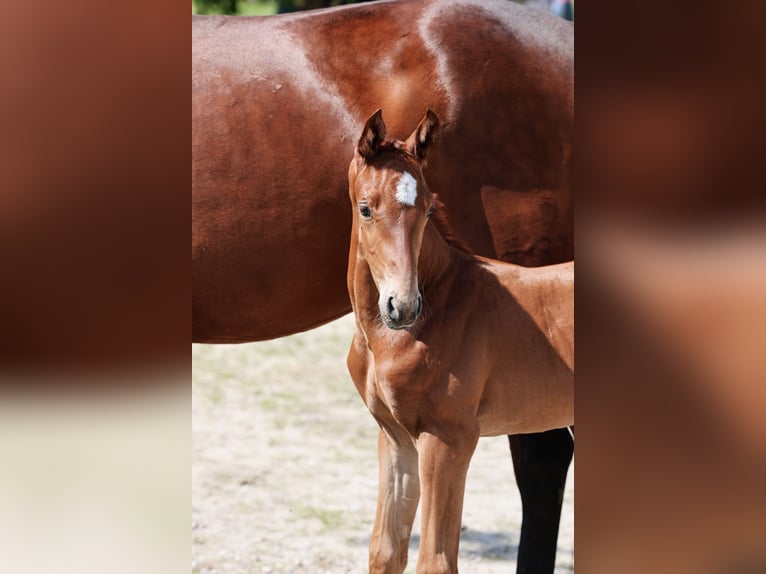 Austrian Warmblood Stallion Foal (05/2024) Chestnut-Red in Haag am Hausruck