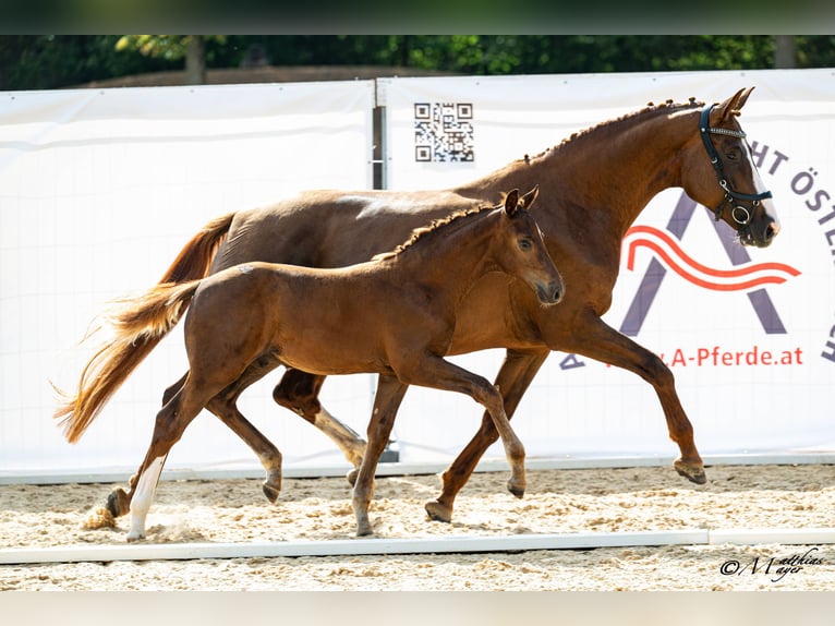 Austrian Warmblood Stallion Foal (05/2026)  in Amstetten