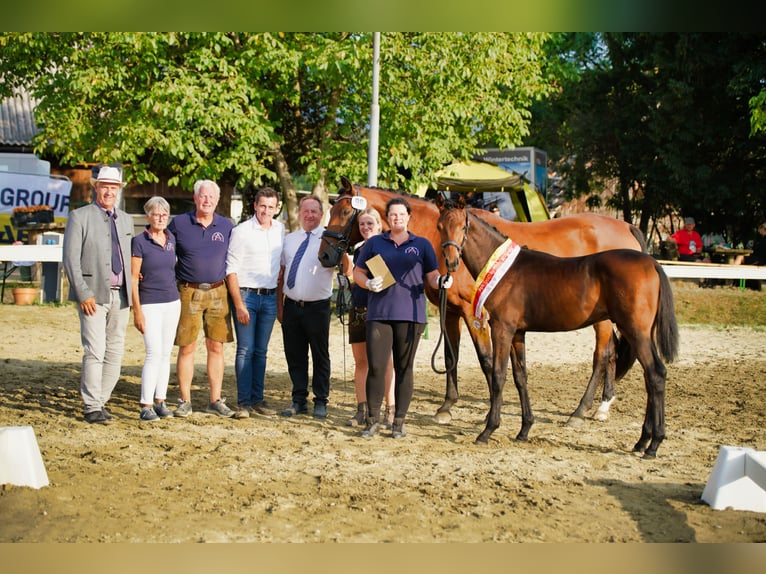 Austrian Warmblood Stallion Foal (01/2025) in Gurk