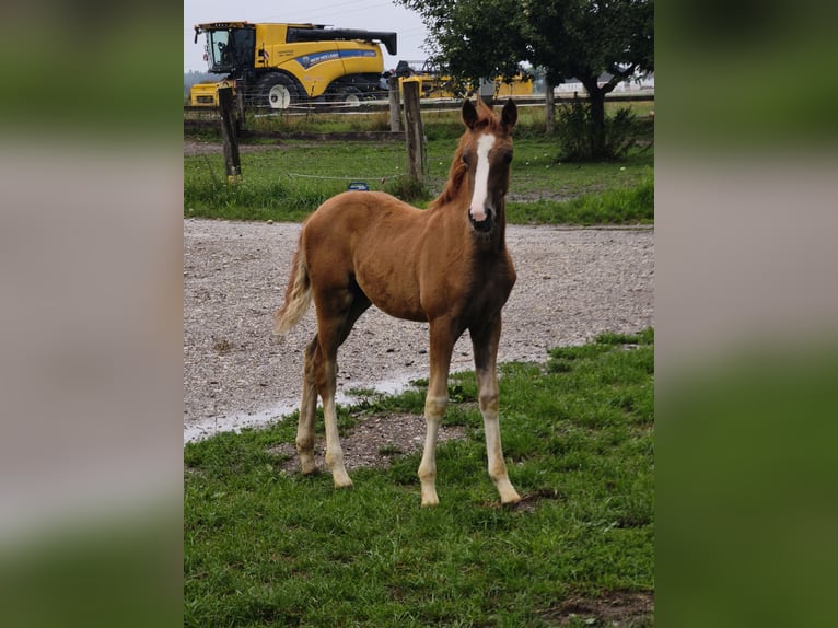 Austrian Warmblood Stallion Foal (01/2025) in Maierhof 3 Braunau
