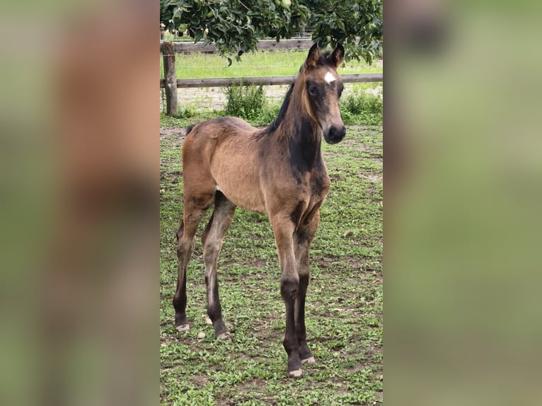 Austrian Warmblood Stallion Foal (01/2025) in Maierhof 3 Braunau