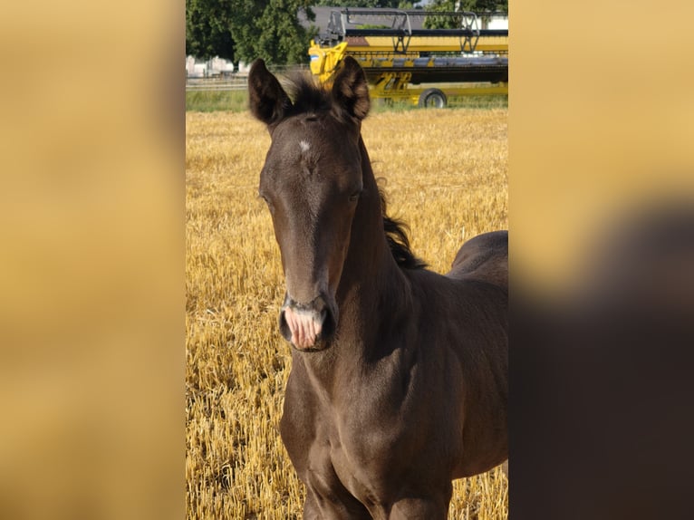 Austrian Warmblood Stallion Foal (01/2025) in Maierhof 3 Braunau