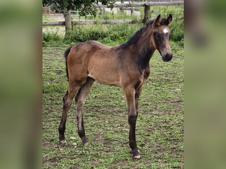 Austrian Warmblood Stallion Foal (01/2025) in Maierhof 3 Braunau