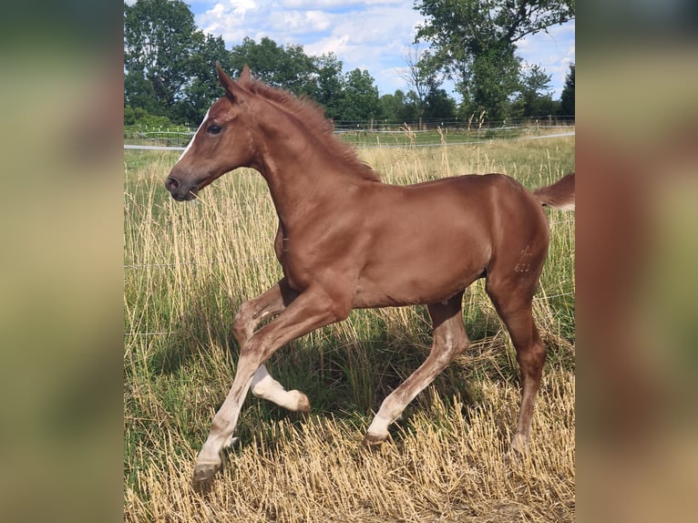 Austrian Warmblood Stallion Foal (01/2025) in Maierhof 3 Braunau