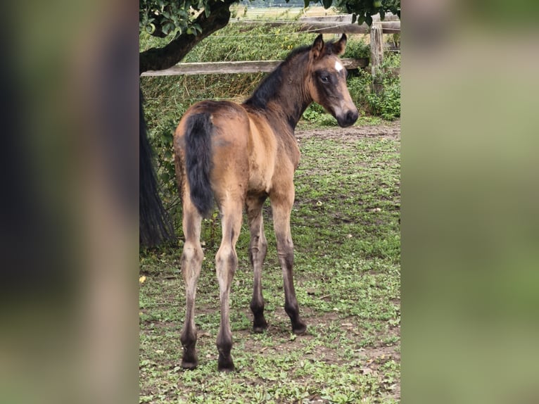 Austrian Warmblood Stallion Foal (01/2025) in Maierhof 3 Braunau