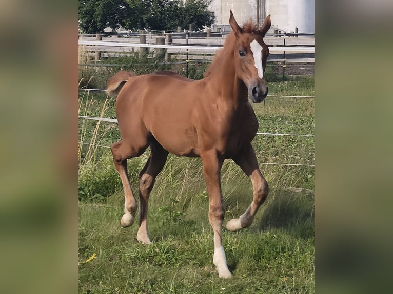Austrian Warmblood Stallion Foal (01/2025) in Maierhof 3 Braunau