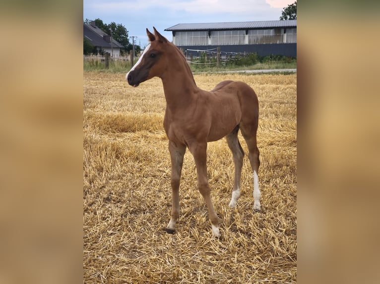 Austrian Warmblood Stallion Foal (01/2025) in Maierhof 3 Braunau
