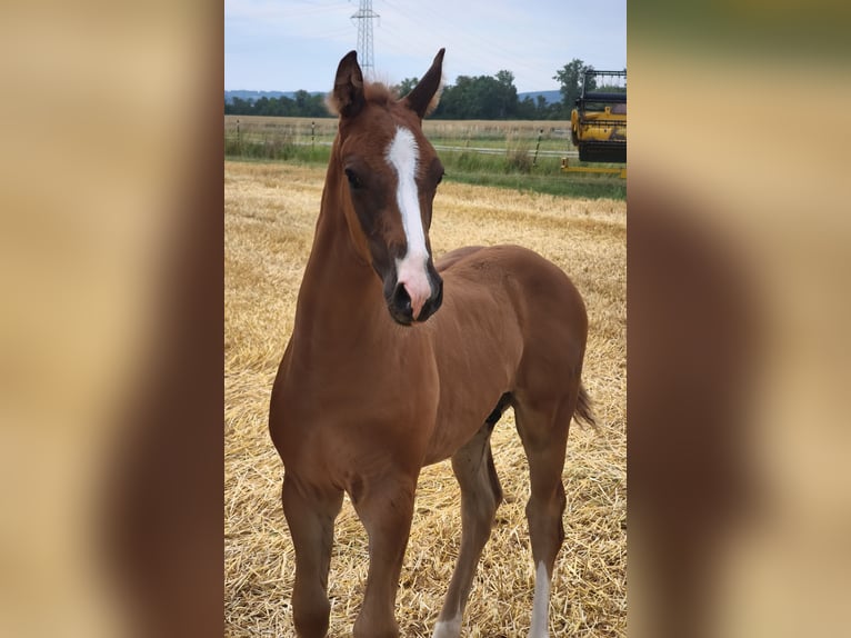 Austrian Warmblood Stallion Foal (01/2025) in Maierhof 3 Braunau