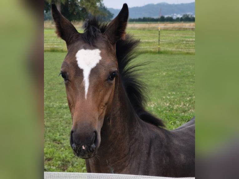 Austrian Warmblood Stallion Foal (01/2025) in Maierhof 3 Braunau
