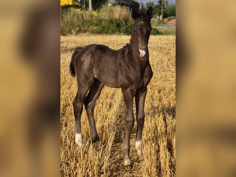Austrian Warmblood Stallion Foal (01/2025) in Maierhof 3 Braunau