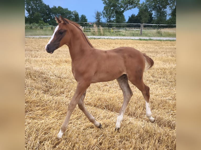 Austrian Warmblood Stallion Foal (01/2025) in Maierhof 3 Braunau
