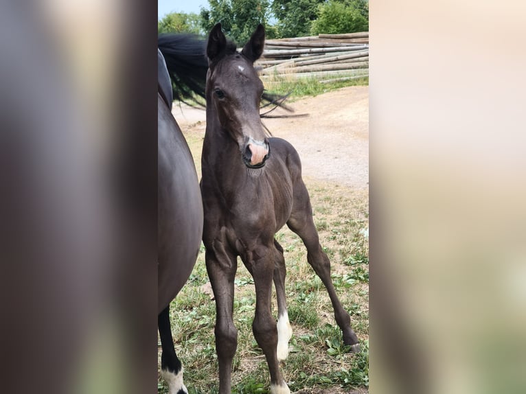 Austrian Warmblood Stallion Foal (01/2025) in Maierhof 3 Braunau