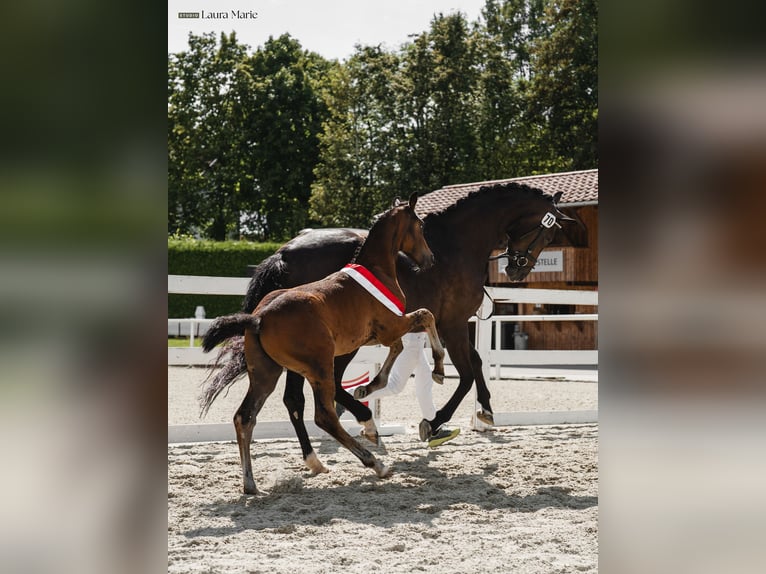 Austrian Warmblood Stallion Foal (05/2026) Smoky-Black in Scheffau