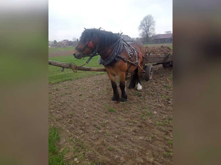 Autres chevaux de trait Étalon 2 Ans 154 cm Bai in Kostomłoty pierwsze