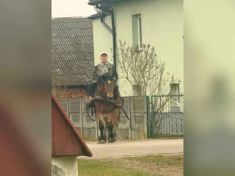 Autres chevaux de trait Étalon 2 Ans 154 cm Bai in Kostomłoty pierwsze