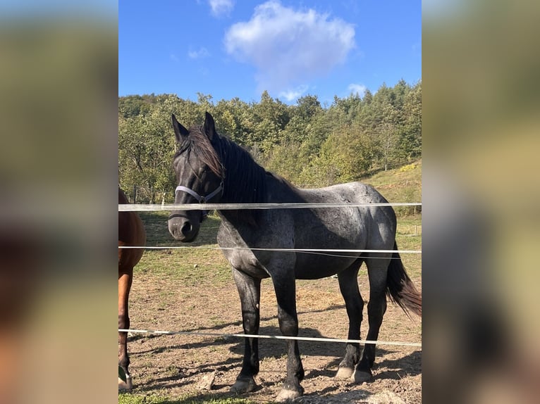 Autres chevaux de trait Étalon 2 Ans 155 cm Rouan Bleu in Šentjernej