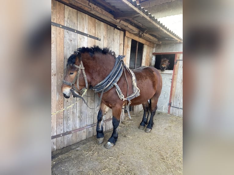 Autres chevaux de trait Étalon 2 Ans Bai in Małęczyn