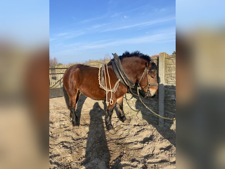 Autres chevaux de trait Étalon 2 Ans Bai in Małęczyn