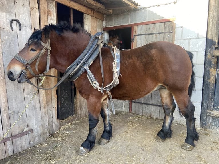 Autres chevaux de trait Étalon 2 Ans Bai in Małęczyn