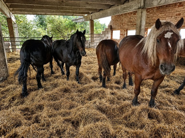 Autres chevaux de trait Étalon 2 Ans Bai in Raseiniai, Lietuva