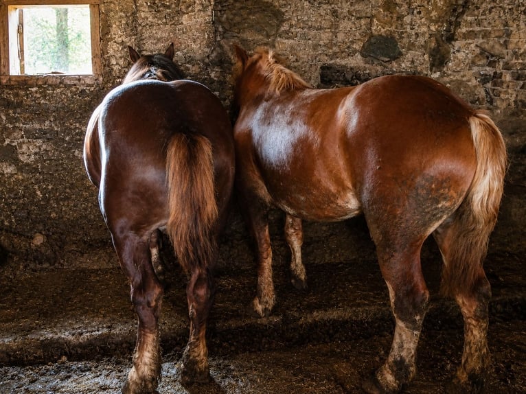 Autres chevaux de trait Étalon 2 Ans Bai in Raseiniai, Lietuva