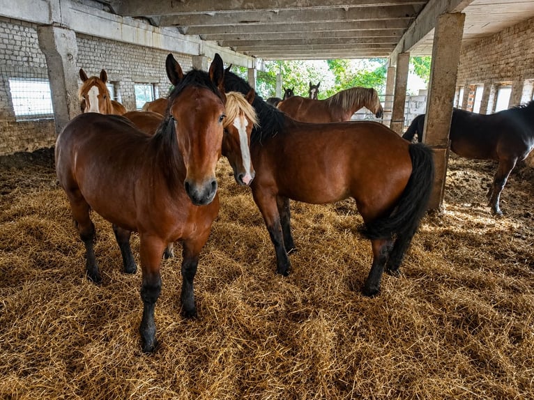 Autres chevaux de trait Étalon 2 Ans Bai in Raseiniai, Lietuva