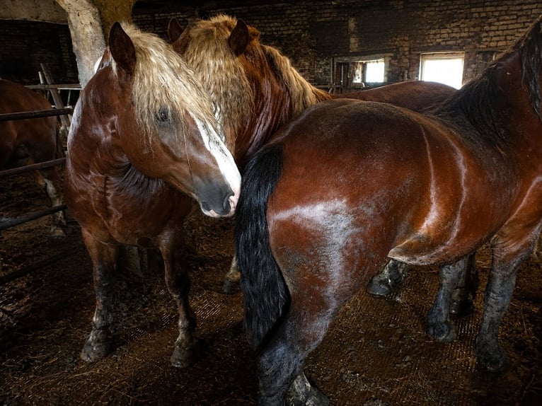 Autres chevaux de trait Étalon 2 Ans Bai in Raseiniai, Lietuva