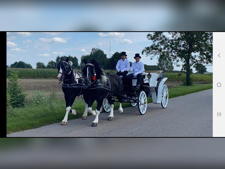 Autres chevaux de trait Étalon 7 Ans 165 cm Pinto in Wyszków