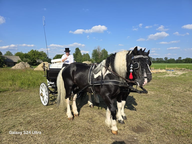 Autres chevaux de trait Étalon 7 Ans 165 cm Pinto in Wyszków