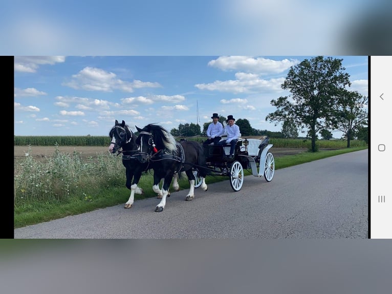 Autres chevaux de trait Étalon 7 Ans 165 cm Pinto in Wyszków