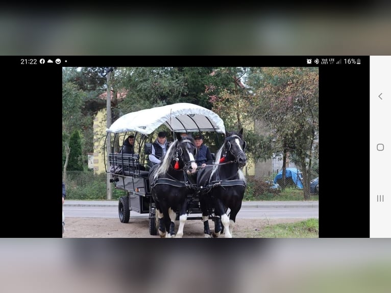 Autres chevaux de trait Étalon 7 Ans 165 cm Pinto in Wyszków