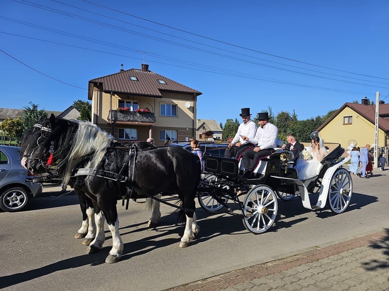 Autres chevaux de trait Étalon 7 Ans 165 cm Pinto in Wyszków