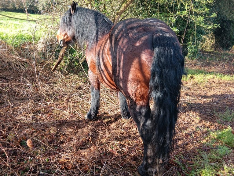 Autres chevaux de trait Étalon 9 Ans Bai brun in Grado