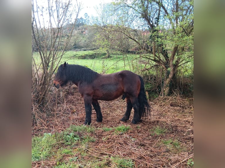 Autres chevaux de trait Étalon 9 Ans Bai brun in Grado