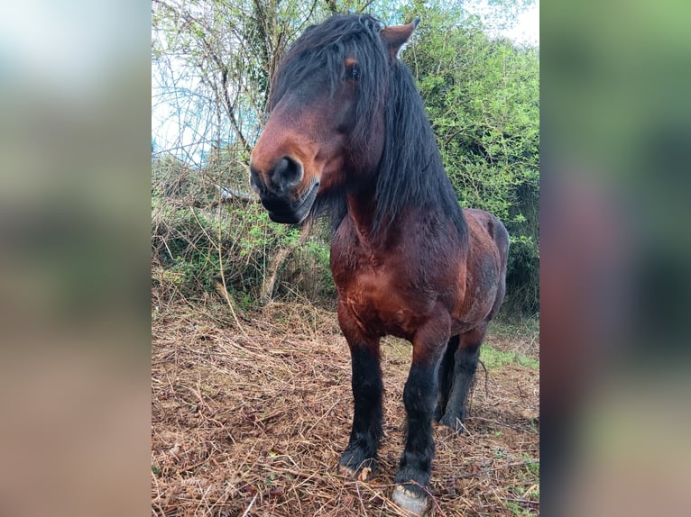 Autres chevaux de trait Étalon 9 Ans Bai brun in Grado